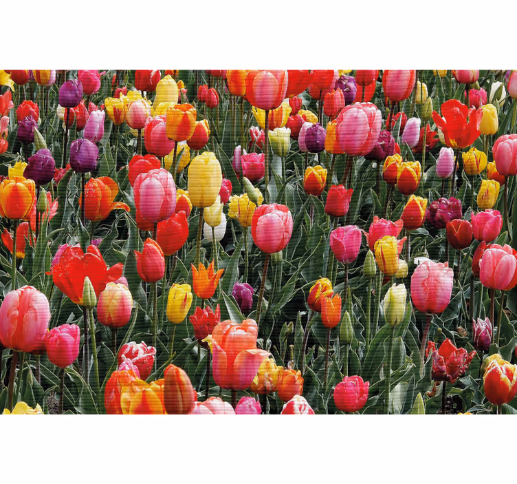 Monet tulppaanit kentässäolohuoneen rullaverho - Tenstickers