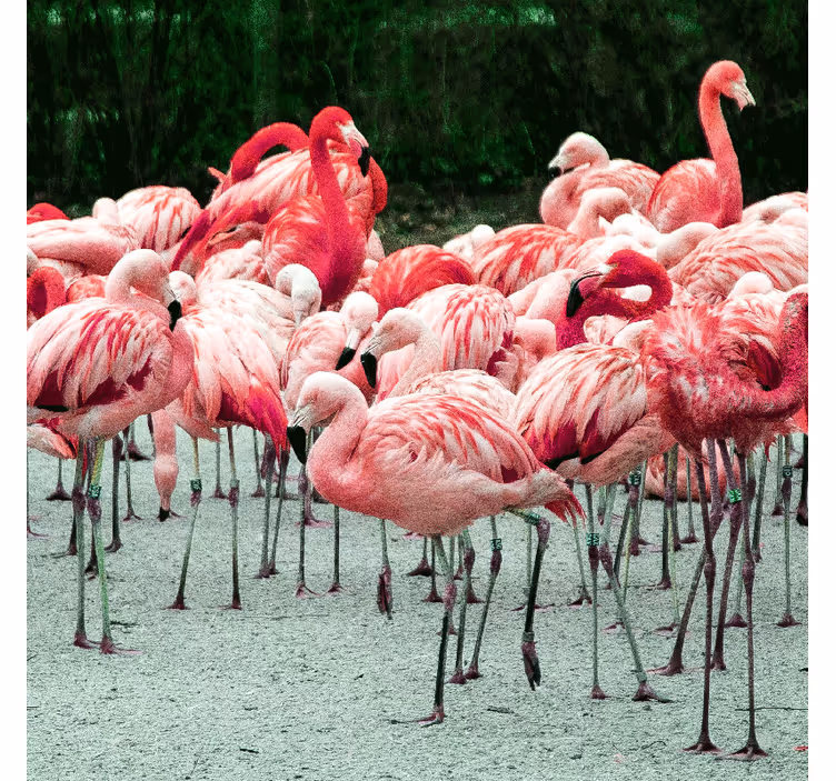 Kauniit flamingot vedessä olohuoneen rullaverho - Tenstickers