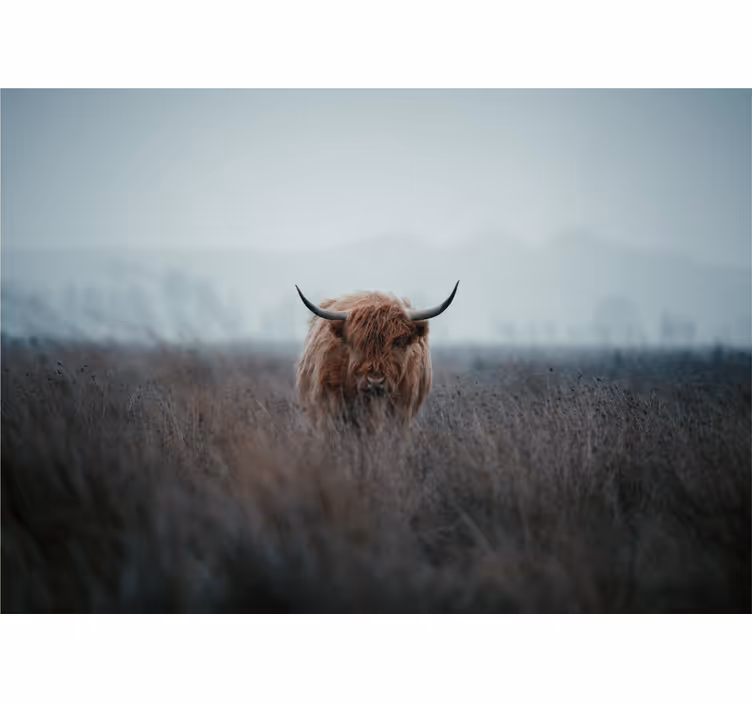 Oluenhuoneen rullaverho highland cow - Tenstickers