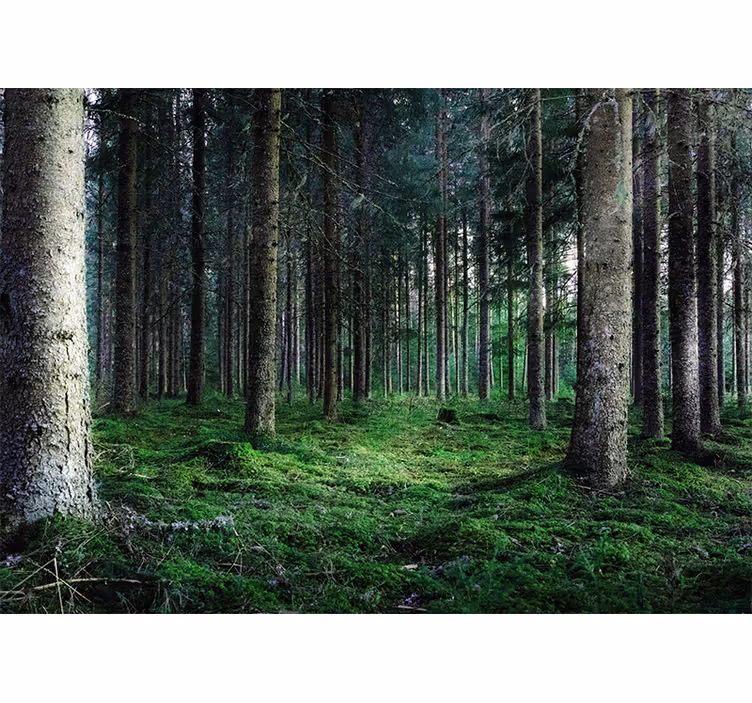 Olohuoneen rullaverho kosteassa trooppisessa metsässä - Tenstickers