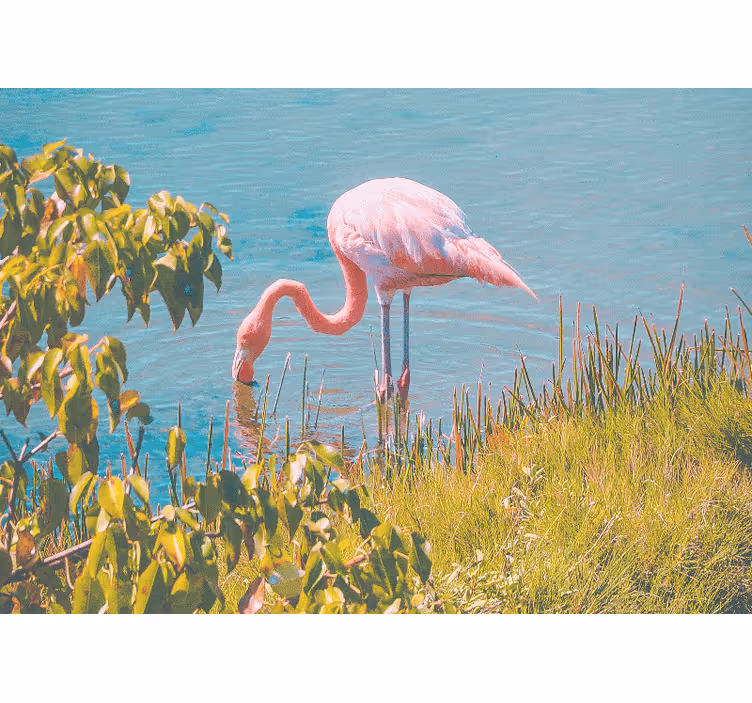 Kaunis flamingo veden äärellä olohuoneen rullaverho - Tenstickers