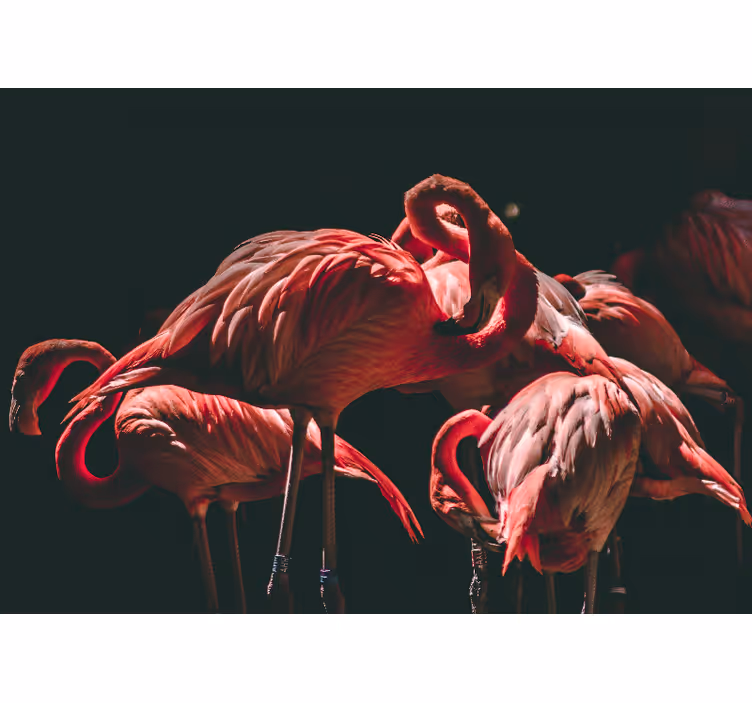 Olohuoneen rullaverho valaisevat vaaleanpunaiset flamingot - Tenstickers