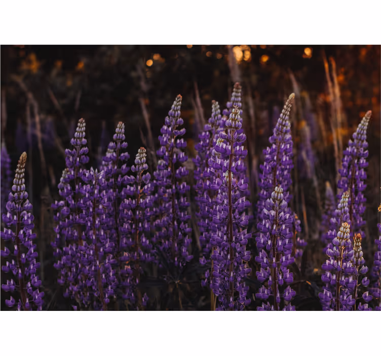 Olohuoneen rullaverho violettikukilla elvyttävä metsä - Tenstickers