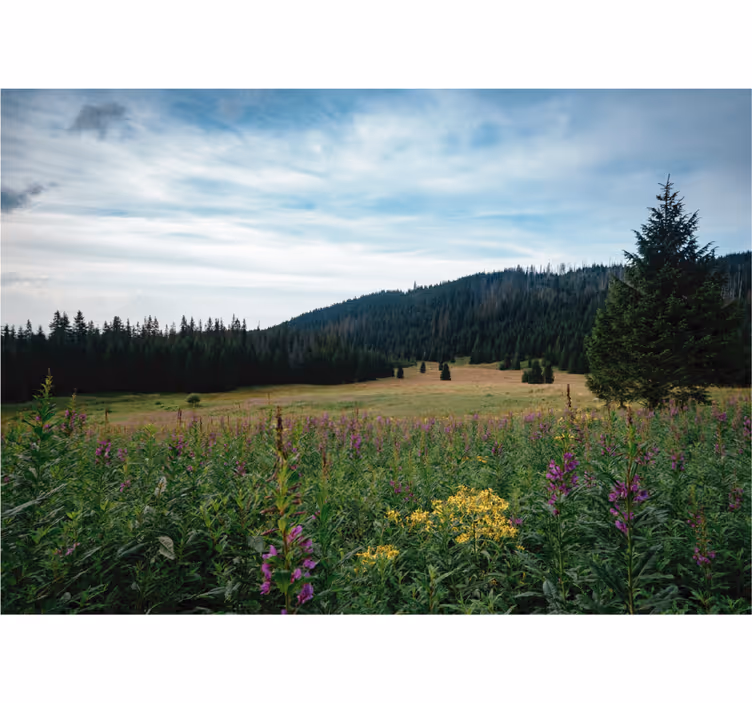 Olohuoneen rullaverho tatra-puiston kevät - Tenstickers