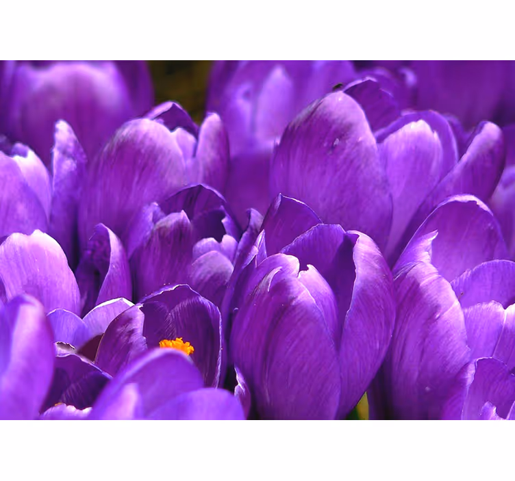 Olohuoneen rullaverho purppuraruusu - Tenstickers