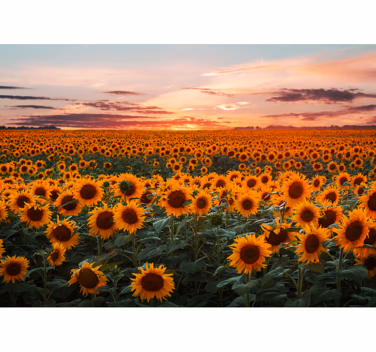 Auringonkukka-aurinko olohuoneen rullaverho - Tenstickers