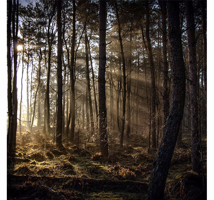 Luonnon auringonnousu metsässä rullaverho - Tenstickers