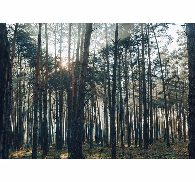 Olohuoneen rullaverho kauniilla mäntymetsäkuviolla - Tenstickers