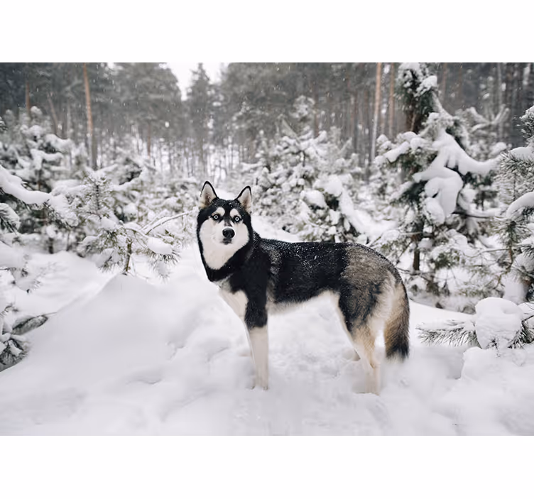 Valkoinen rullaverho talvimetsä ja huskykoira - Tenstickers