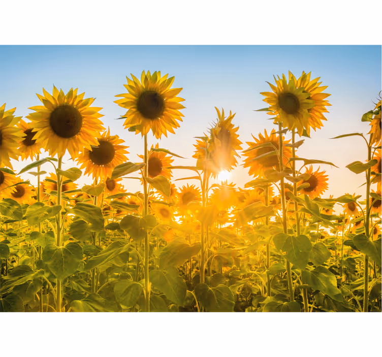 Auringonlaskun auringonkenttä makuuhuoneen rullaverho - Tenstickers