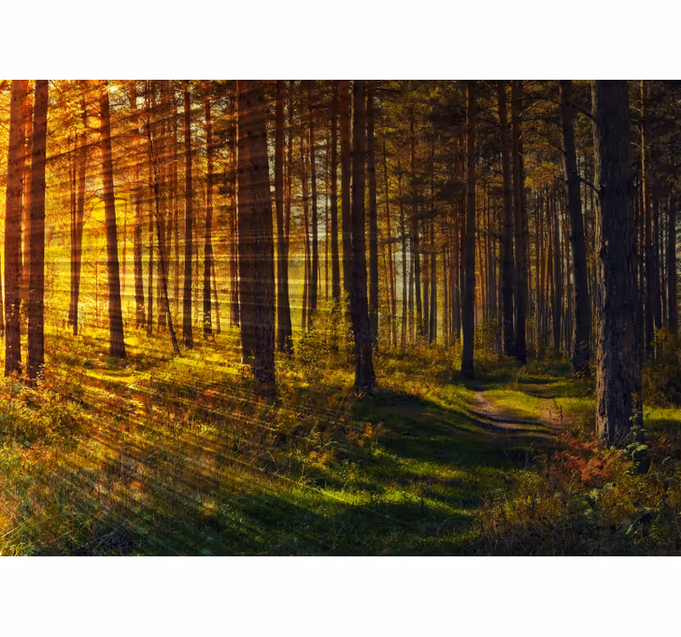 Makuuhuoneen rullaverho metsänvalosäteet - Tenstickers