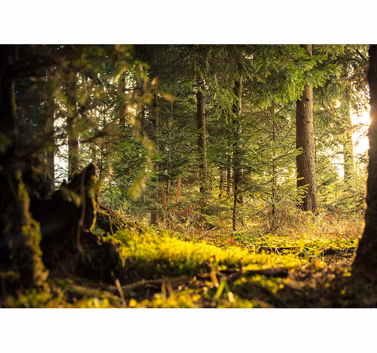 Vihreä metsä kaikilla puilla ja auringonsäteillä rullaverho - Tenstickers