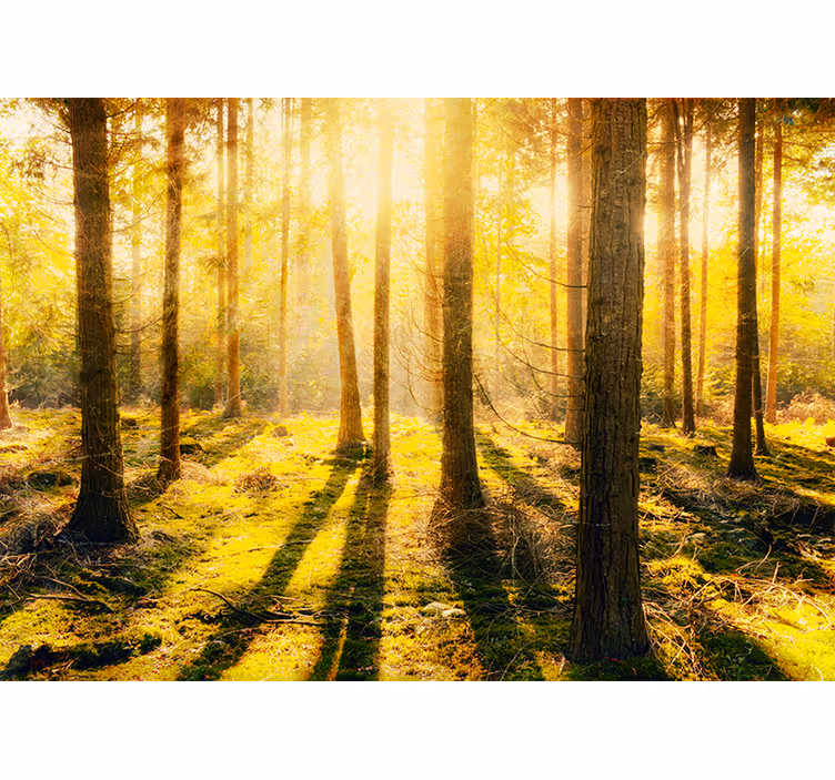Upeat auringonlaskut koivumetsässä makuuhuoneen rullaverho - Tenstickers