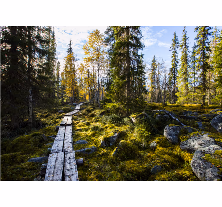 Koli kansallispuiston makuuhuoneen rullaverho - Tenstickers