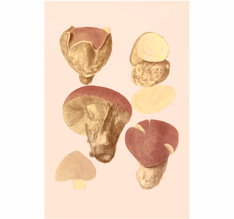 Paddenstoelensoortenolohuoneenrullaverho - Tenstickers