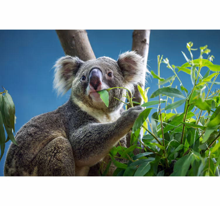 Söpöt koala-karhut makuuhuoneen rullaverho - Tenstickers