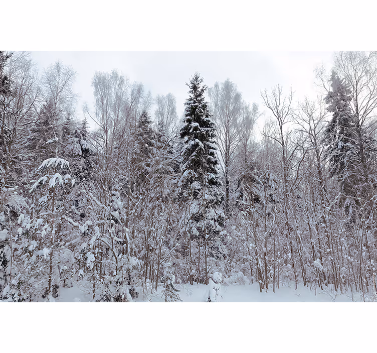 Valkoinen rullaverho talvisessa metsässä - Tenstickers