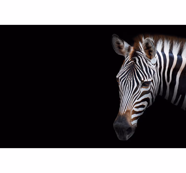 Musta rullaverho zebra-kuvalla - Tenstickers