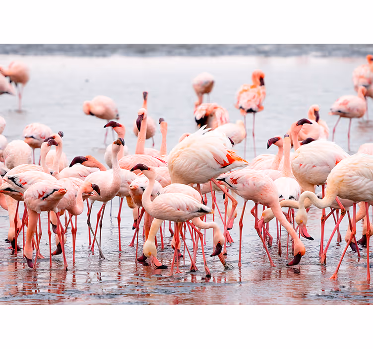 Olohuoneen rullaverho flamingo camarguesta - Tenstickers