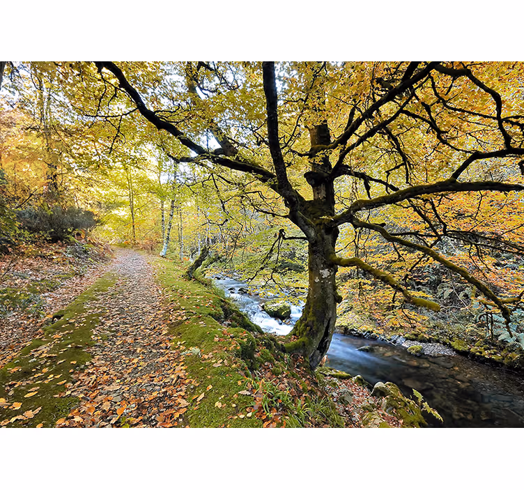 Olohuoneen rullaverho munielloksen metsä ja joki - Tenstickers