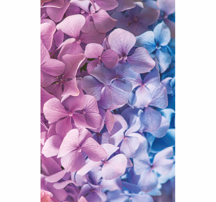 Monet erilaiset hydrangean kukat ovat rullaverhot - Tenstickers