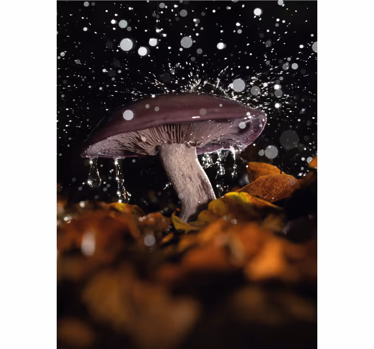 Sieni roiskeella rullaverho - Tenstickers