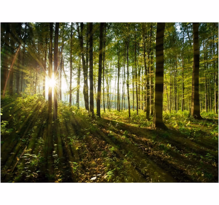 Kultainen auringonsäde metsä valokuvatapetti - Tenstickers