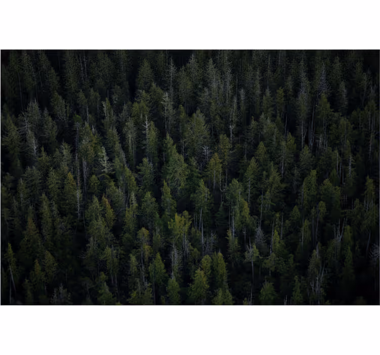 Syvä metsäkuvio valokuvatapetti - Tenstickers