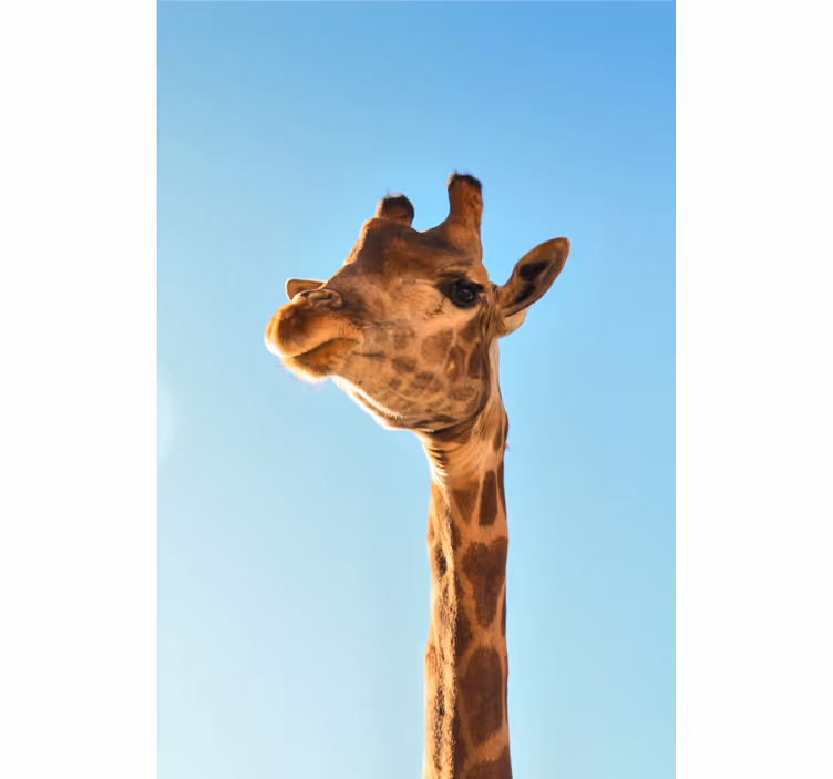 Afrikkalainen valokuvatapetti giraffin lähikuva - Tenstickers