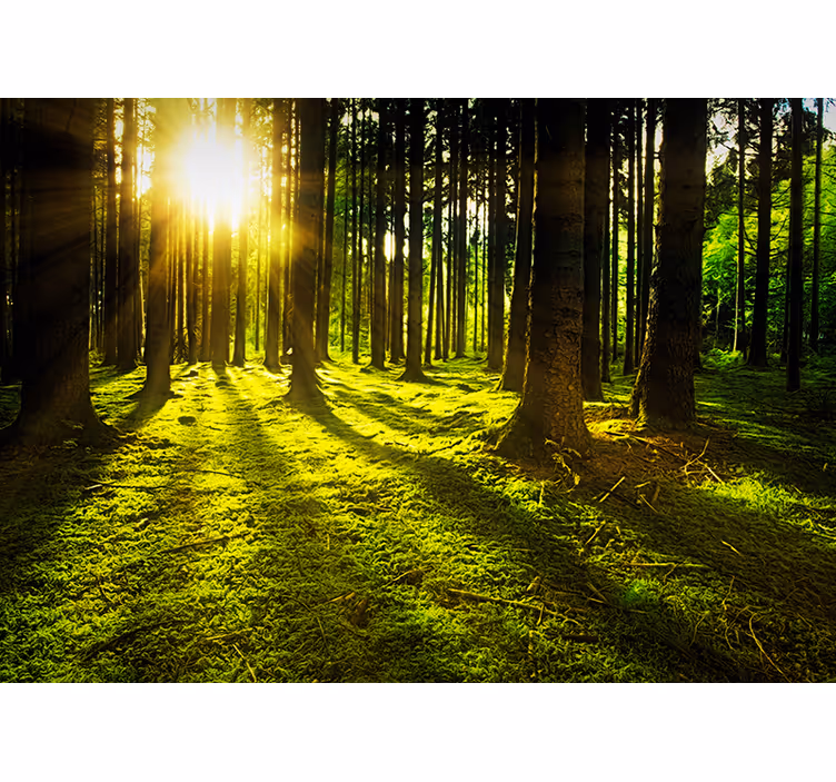 Auringonvalossa kylpevä metsävihreä valokuvatapetti - Tenstickers