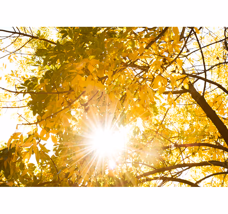 Auringonvalo välähtää metsäseinämaalauksen läpi - Tenstickers