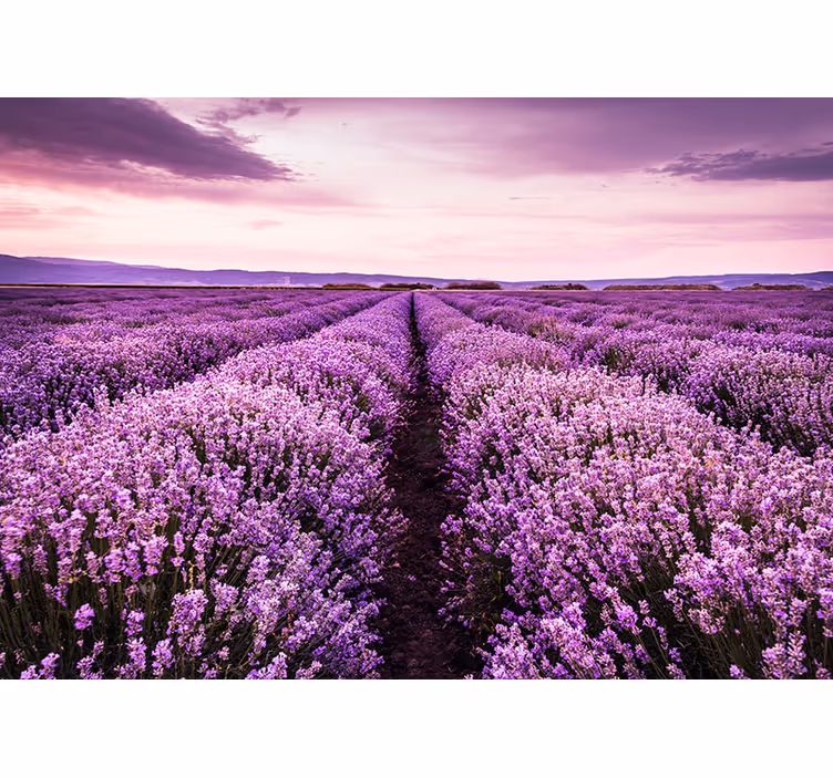 Provence laventelin valokuvatapetti - Tenstickers