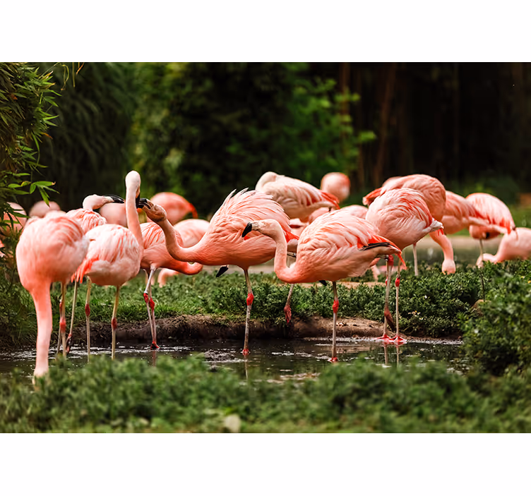 Flamingo-ryhmän valokuvatapetti - Tenstickers