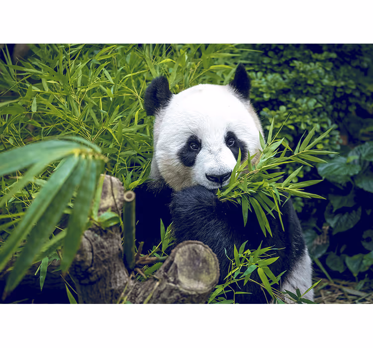Bambu valokuvatapetti panda varjossa - Tenstickers