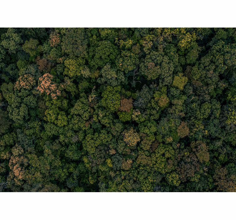 Metsä valokuva puu valokuvatapetti - Tenstickers