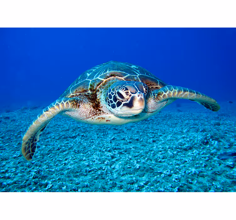 Hawksbill merikilpikonna eläin valokuvatapetti - Tenstickers