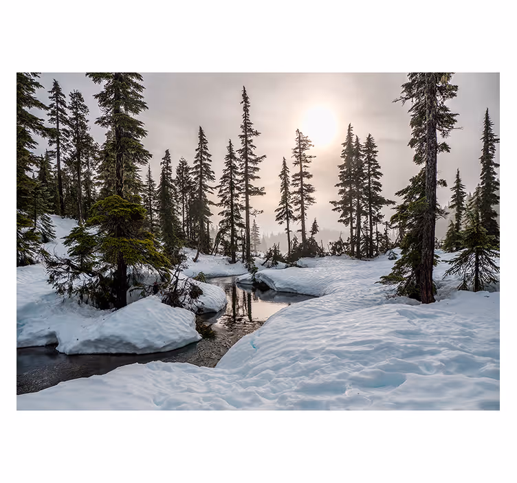 Talvinen auringonpaiste valokuvatapetti metsä - Tenstickers