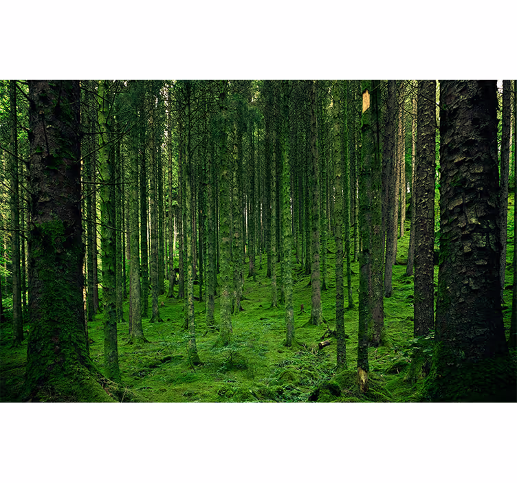 Puola maaginen valokuvatapetti metsä - Tenstickers