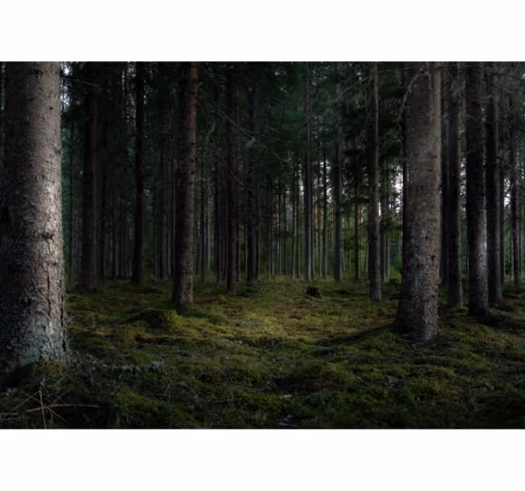 Rehevä metsämaisema metsä valokuvatapetti - Tenstickers