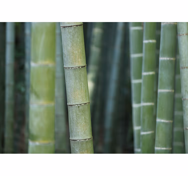 Rehevä bambumetsä bambu valokuvatapetti - Tenstickers