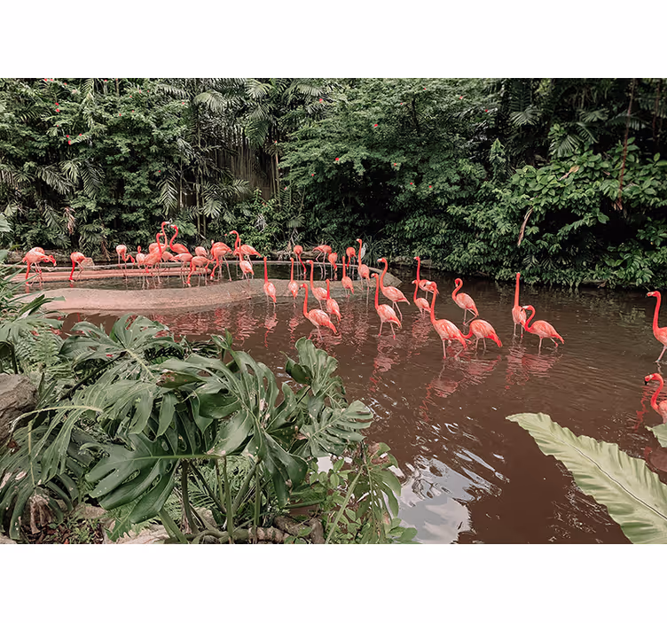 Flamingoja veden äärellä eläin valokuvatapetti - Tenstickers
