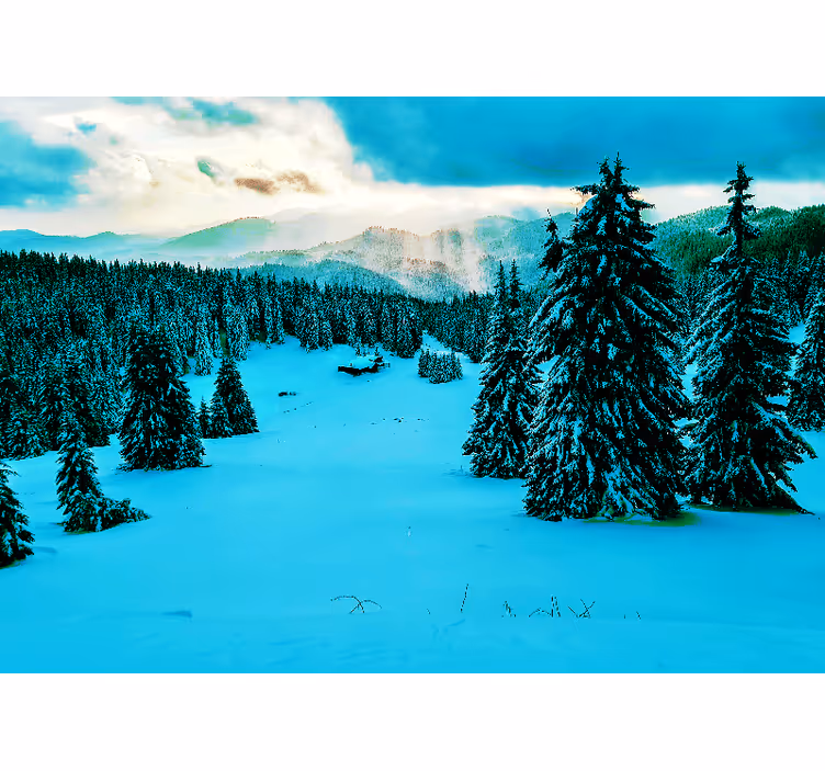 Luminen metsä valokuvatapetti metsä - Tenstickers