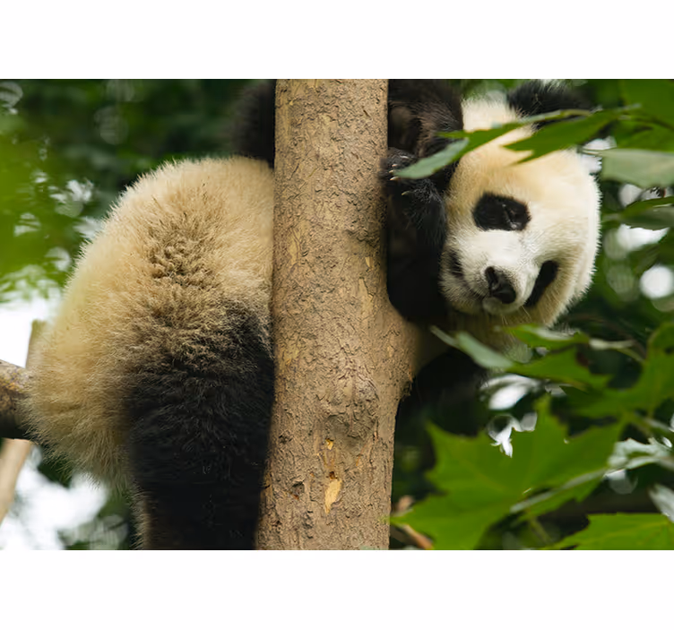 Panda kiipeilypuu eläin valokuvatapetti - Tenstickers