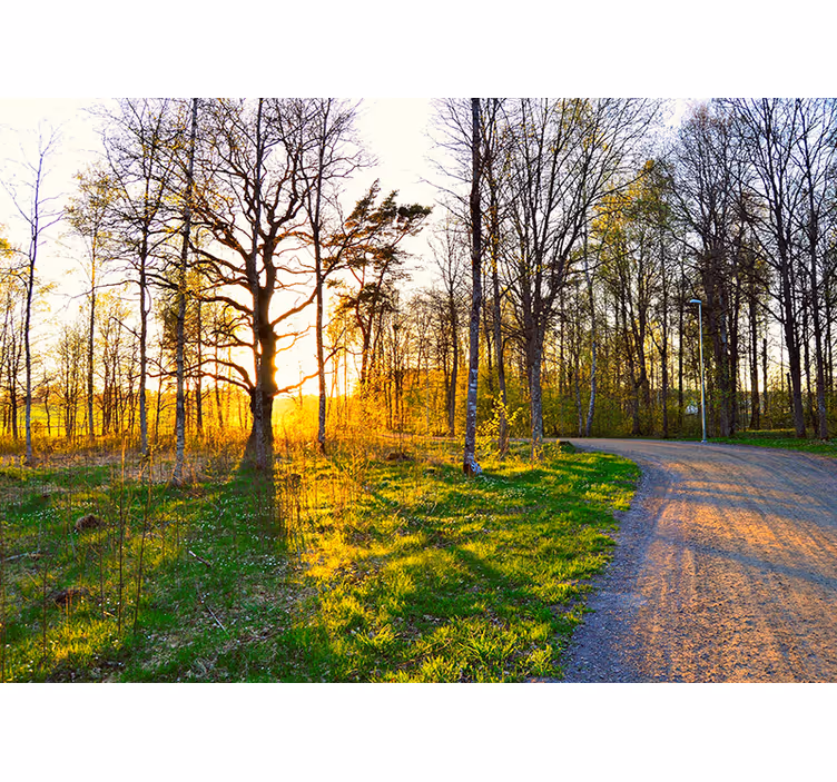 Aurinkoinen metsäpolku luonto valokuvatapetti - Tenstickers