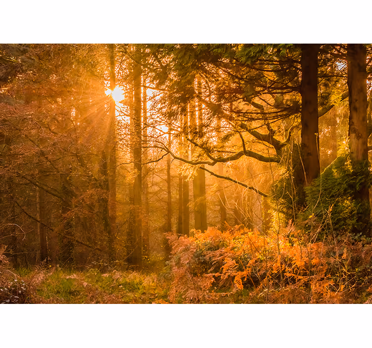Vanha syksy puu auringonvalolla valokuvatapetti metsä - Tenstickers