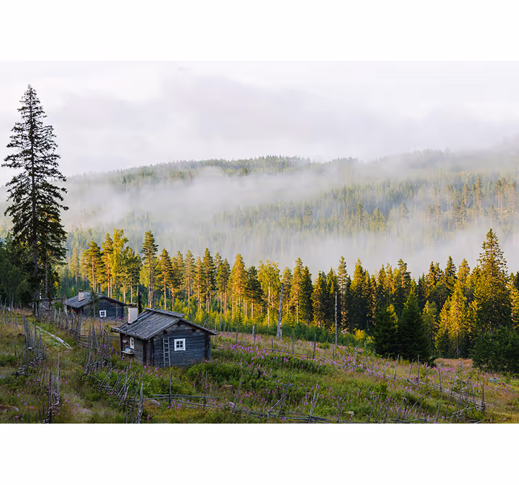 Sumun peittämä metsä maisema valokuvatapetti - Tenstickers