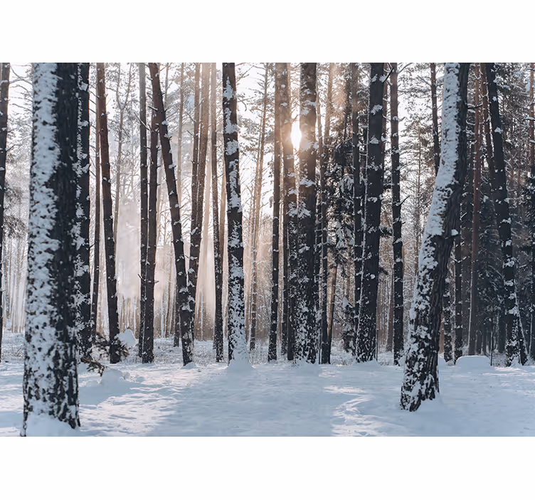 Valkoinen metsä valokuvatapetti metsä - Tenstickers