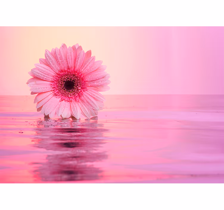Vaaleanpunaiset gerbera-kukat Muut kukat valokuvatapetti - Tenstickers
