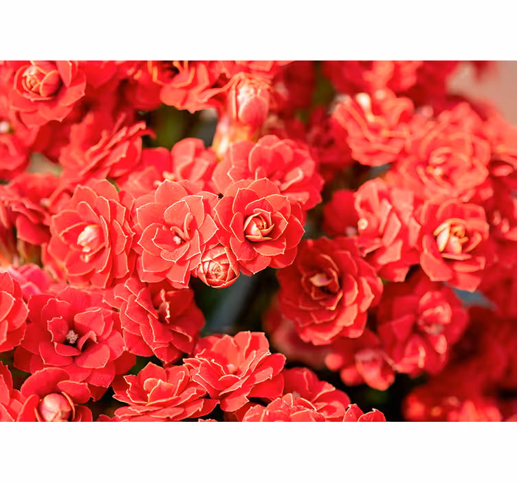 Punainen blomma kukka valokuvatapetti - Tenstickers