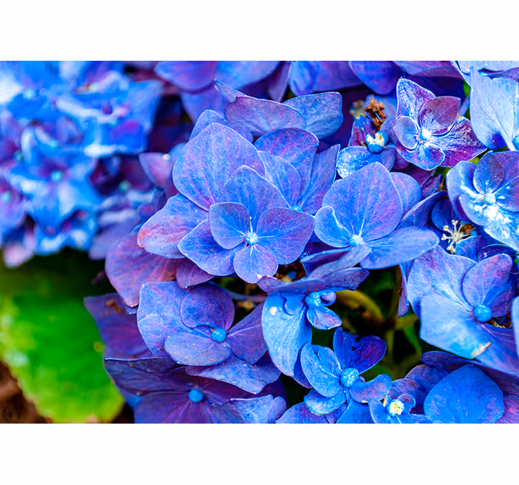 Eloisa hortensia kukkii kukka valokuvatapetti - Tenstickers